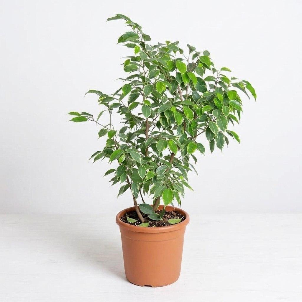 Цветок в горшке «Зеленый оазис»